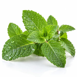 Flavor West Spearmint Natural 800x800